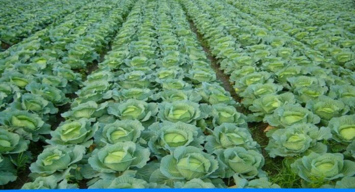 How to farm cabbage need to know important tips of cabbage farming