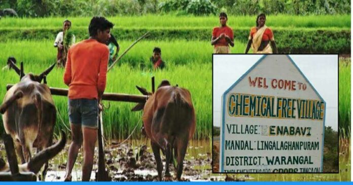 Telangana first chemical free organic village enabavi