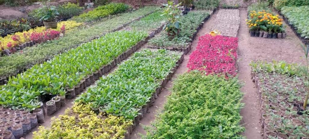 Two Farmer brothers setup a foreign flowers nursery