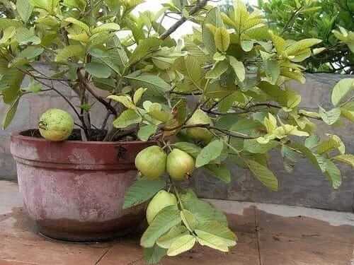 12 fruits plants those can be grown in balcony, rooftop
