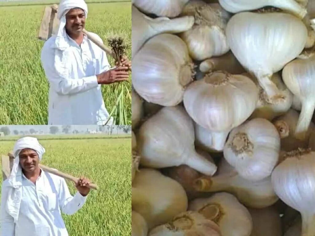 Balraj and his brothers started garlic farming and earn lakhs