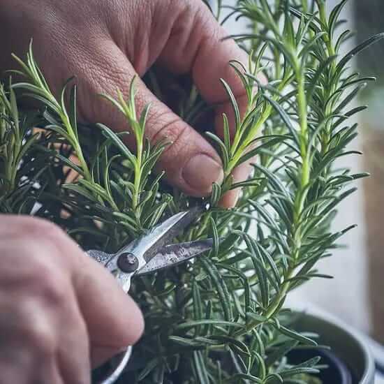 Care of your Plants In Summer