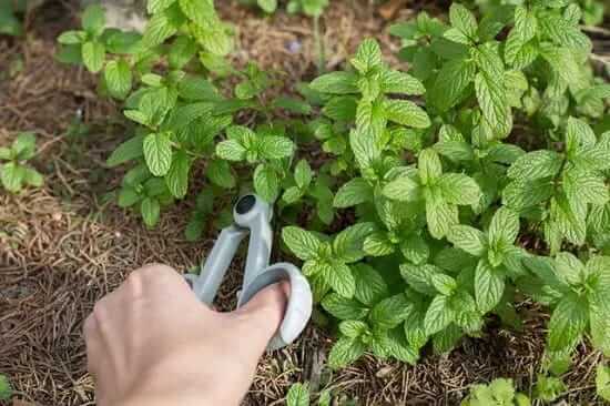 11 Ayurvedic plants grow from cutting and grafting method