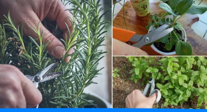 11 Ayurvedic plants grow from cutting and grafting method