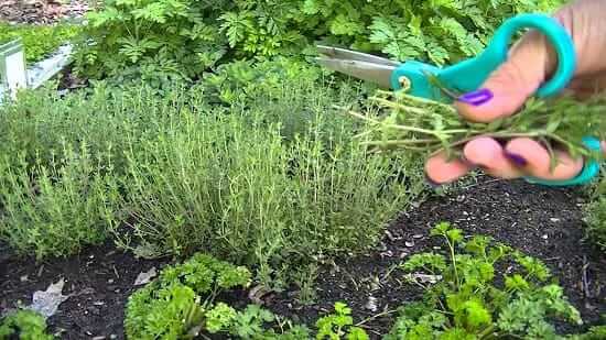 11 Ayurvedic plants grow from cutting and grafting method