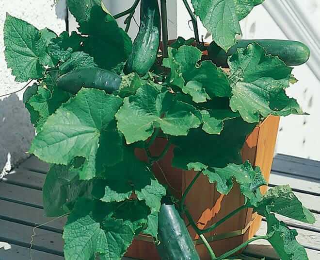 How to grow cucumber at home know methods