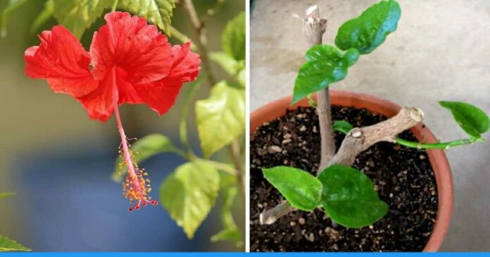 Learn process to grow hibiscus flower
