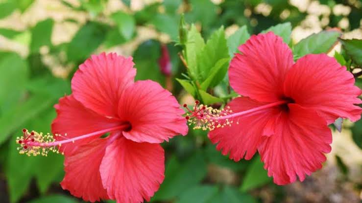 method of planting evergreen plant hibiscus in the garden