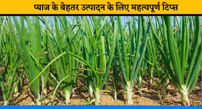 How to care onion farming in summer season