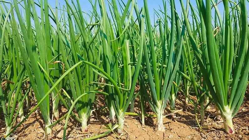 How to care onion farming in summer season