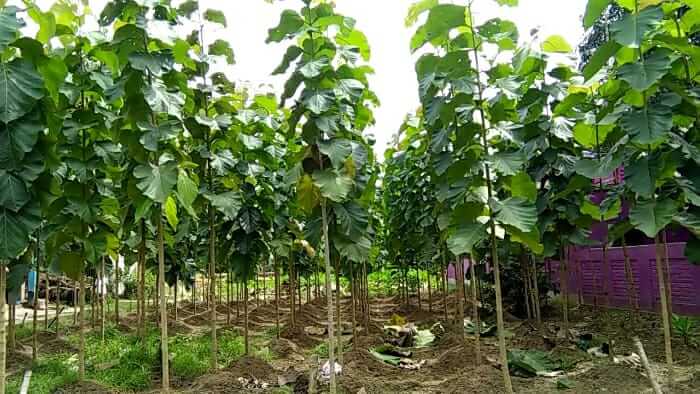 Grow teak and become millionaire