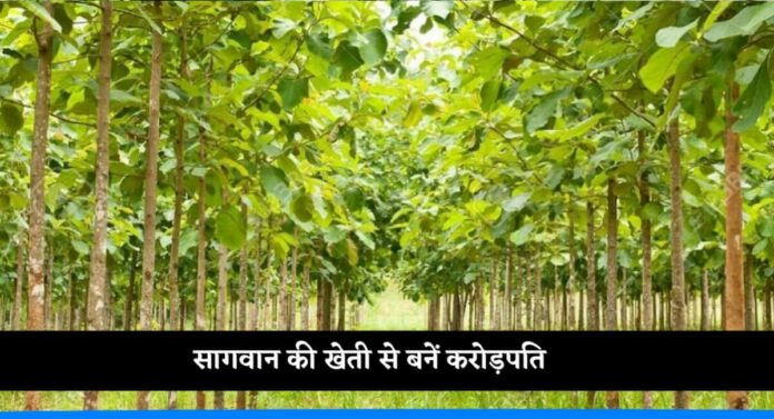 Grow teak and become millionaire