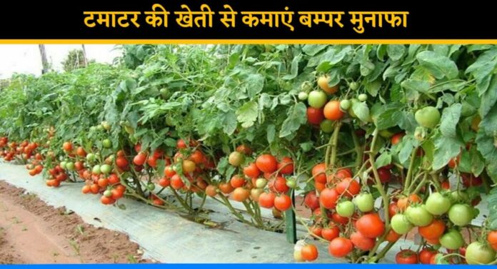 Important tips for Tomato farming in better way