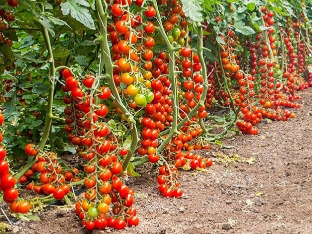 Important tips for Tomato farming in better way