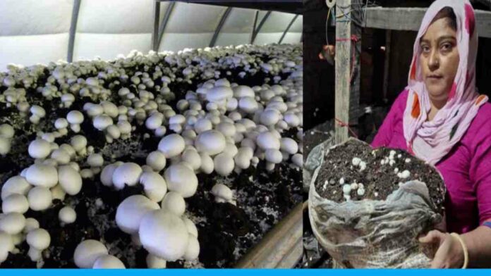 68 Year Old Nikko Devi Is Cultivating Mushroom