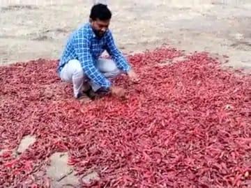 Ajay cultivates chillies more than 50 minds