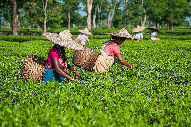 tea garden workers and staff