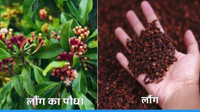 Clove farming is benefical for farmer