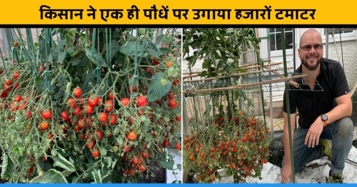 Britain's Gardener Douglas Smith grows 1269 tomatoes on one stem