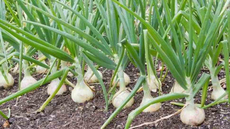 Garlic 