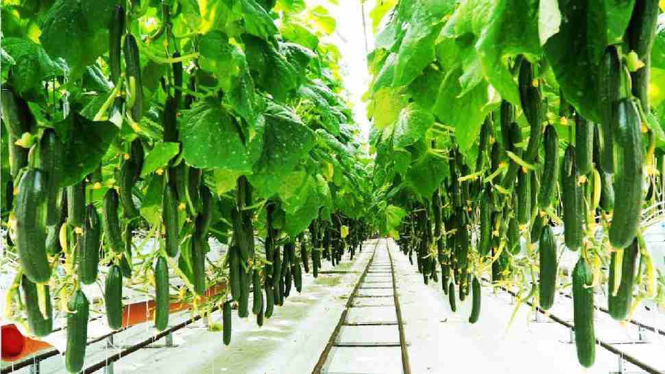 Get More Profit By Cultivating Cucumber In the Budget