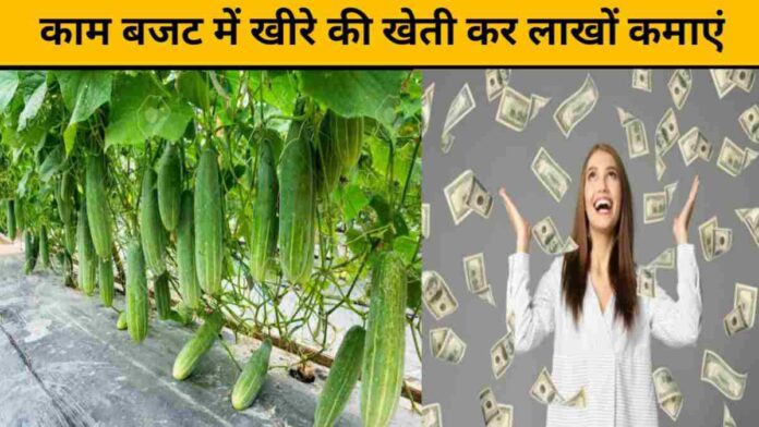 Get More Profit By Cultivating Cucumber In the Budget