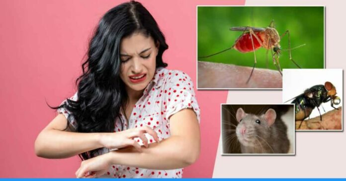 Home remedies to kill flies, rats and mosquitos