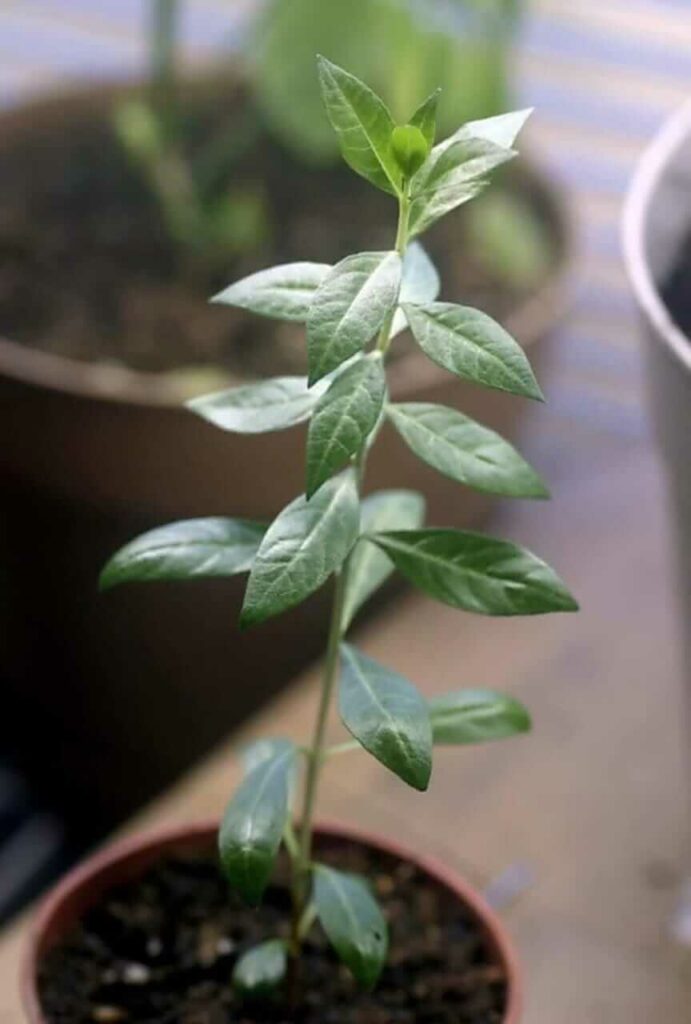 mehandi  plant grown in pot