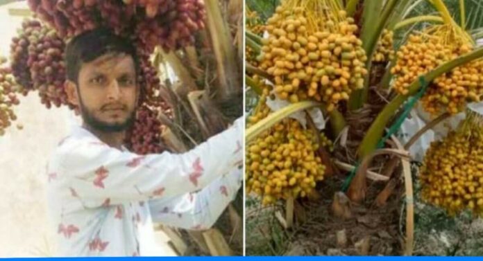 Nirmal Vaghela started dates farming at barren land earning lakhs