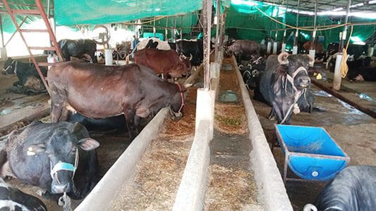 Parmar Dairy Farm