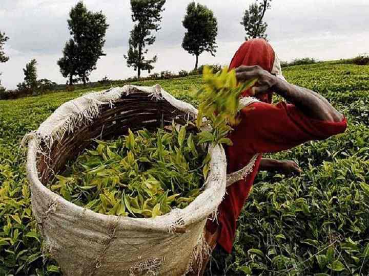 Srilanka Bad Position In Tea Production