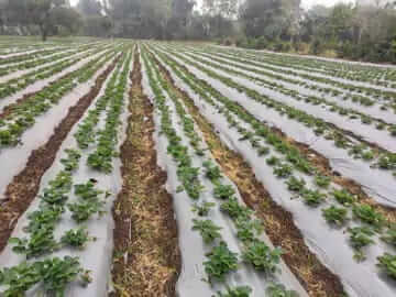  sudan singh started strawberry farming 