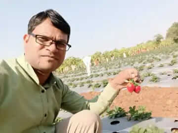 Sudan started strawberry farming and earning lakhs