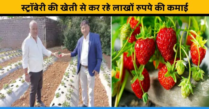 Sudan started strawberry farming and earning lakhs