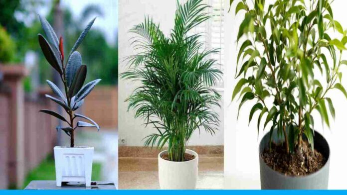 These 5 Indoor Plants That Make Home Cool