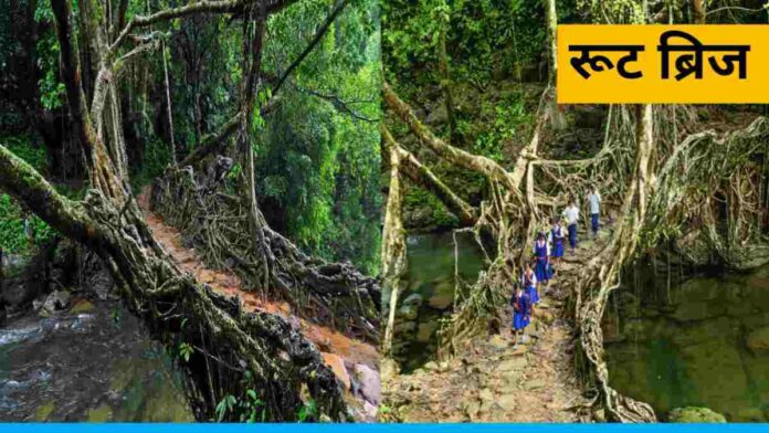 This Unique Bridge Made From The Roots of Trees