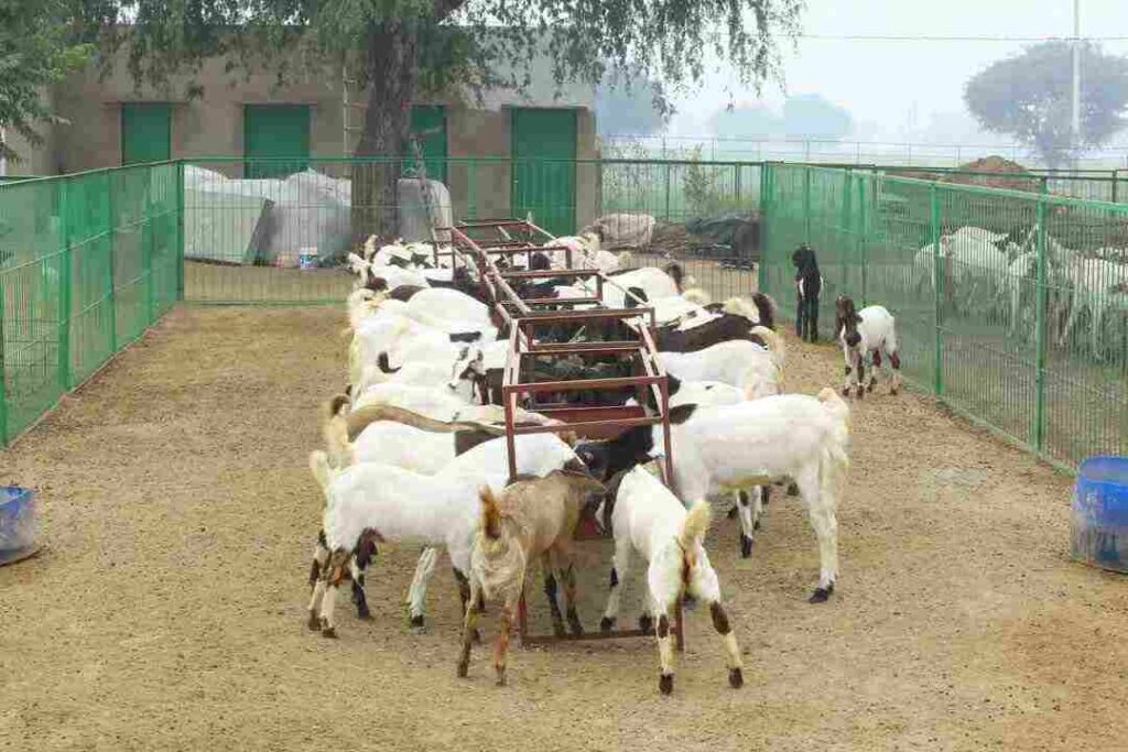 Yaduvanshi goat factory haryana earning in crore