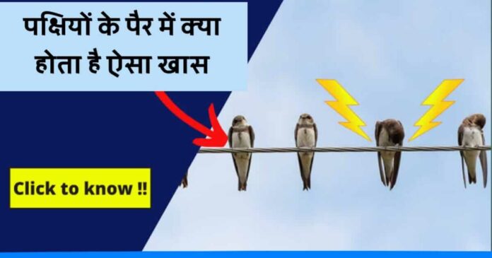 Why birds don't get shock on nude electric wire