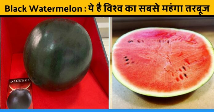 Know about most expansive watermelon in the world black watermelon