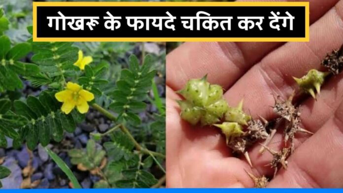 Health benefits of gokhru herb use of gokhru in multiple diseases