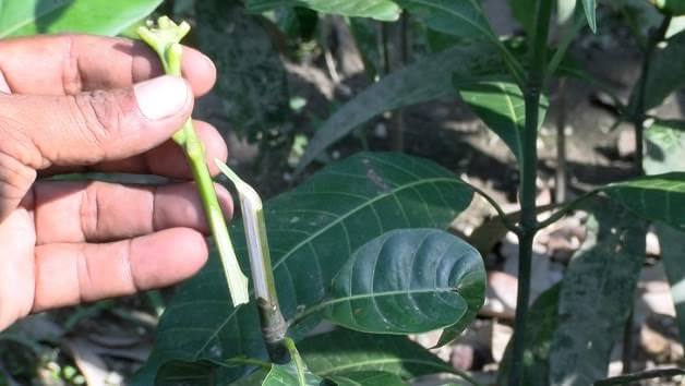 Process to grow mango tree with grafting method
