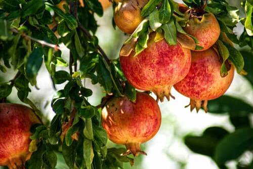 How to grow pomegranate easily in pot at home