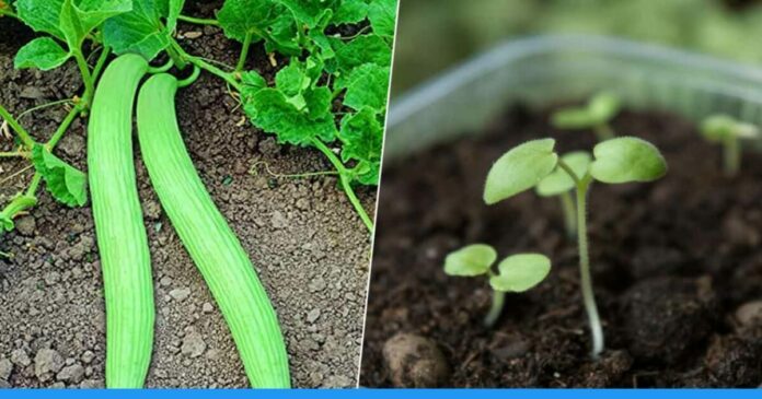 Learn to grow kakari plant in pot ghar par kakari lagane ka tarika