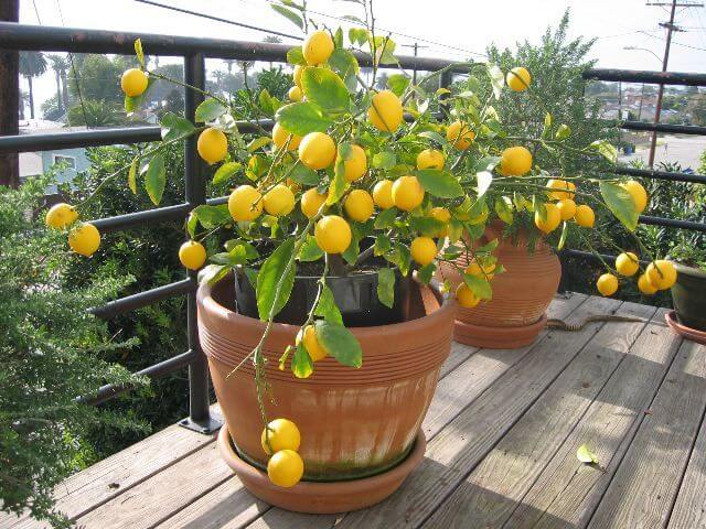 Grow lemon plant in pot