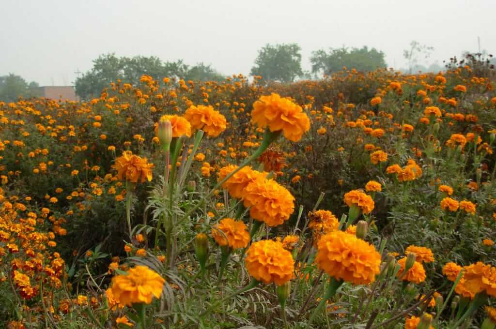 Deepak started marigold farming 