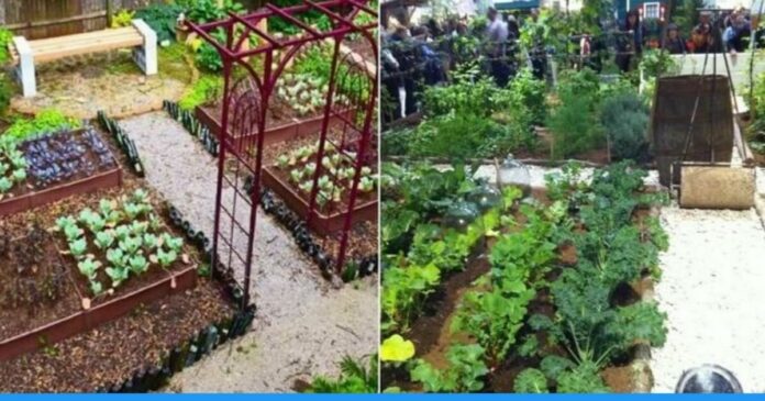 Sumati and Manali from Delhi established own organic kitchen garden