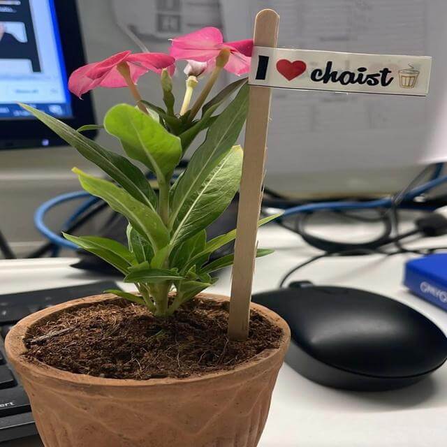 a plant potted in the tea cup 