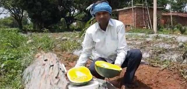 Jharkhand farmer earns thrice by growing yellow watermelon
