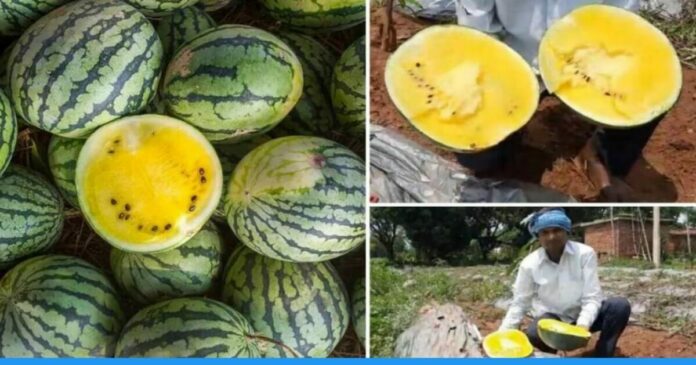 Jharkhand farmer earns thrice by growing White watermelon
