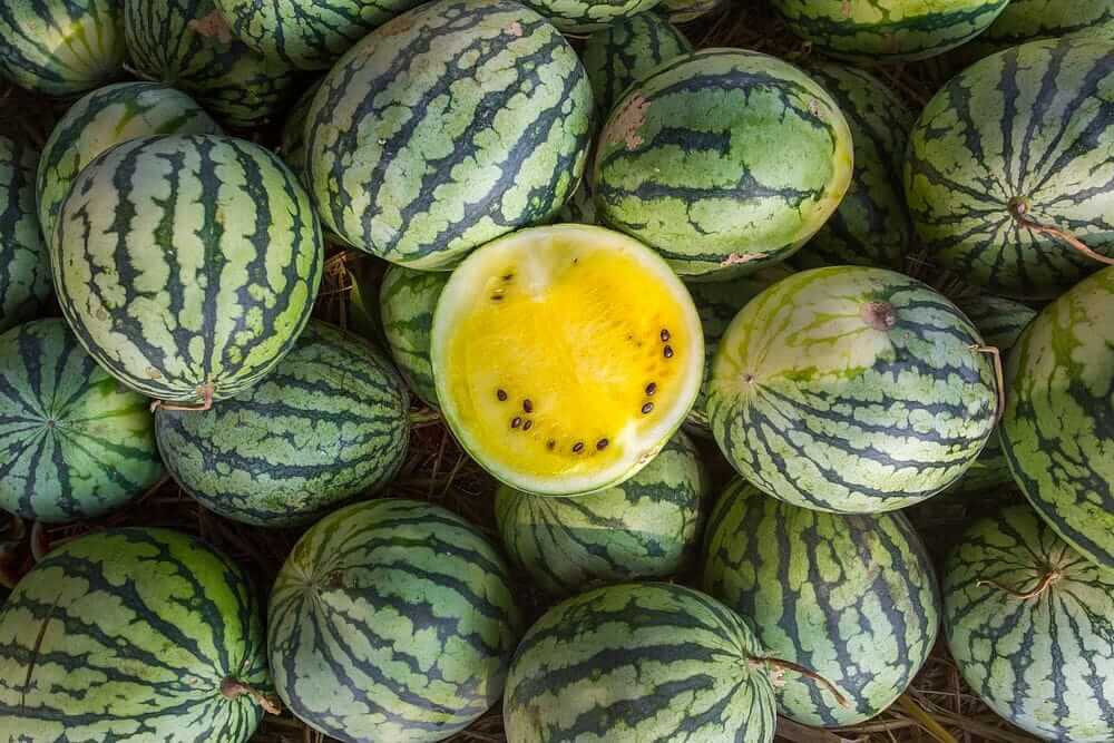 Jharkhand farmer earns thrice by growing yellow watermelon